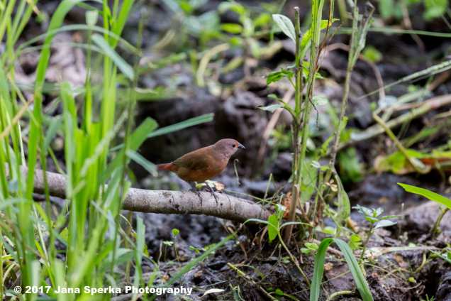 jamesons-firefinchweb