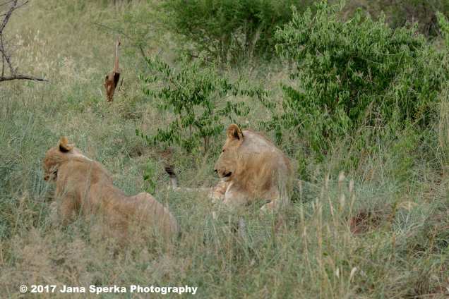 lion-young-male-envyweb