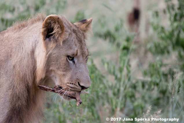 lion-young-male-left-oversweb