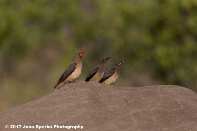 oxpecker-and-juvenileweb
