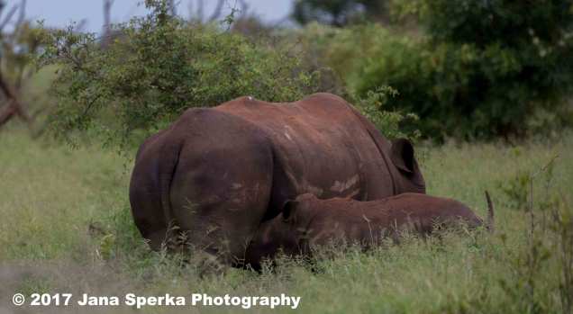 rhino-and-baby_4web