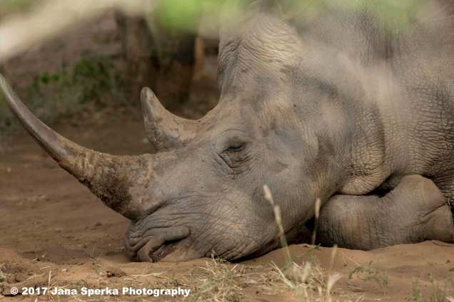 rhino-sleeping-beautyweb