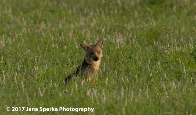 side-striped-jackal_1web
