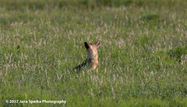 side-striped-jackalweb