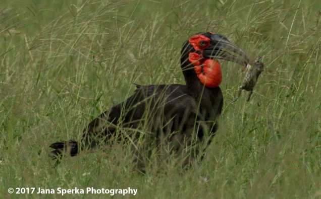 southern-ground-hornbillweb