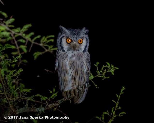 southern-white-faced-scops-owlweb