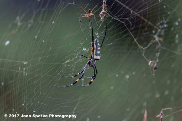 spider-and-mate_1web