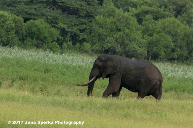 tusker_1web