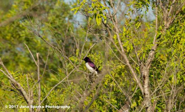 violet-backed-starlingweb