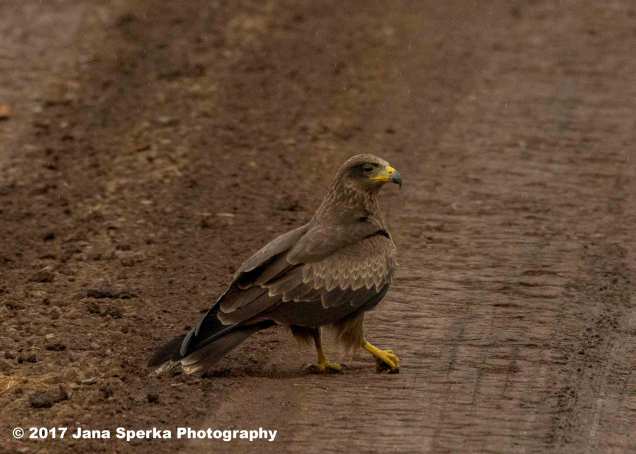 yellow-billed-kiteweb