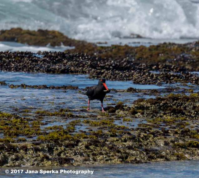 African-Black-Oystercatcherweb