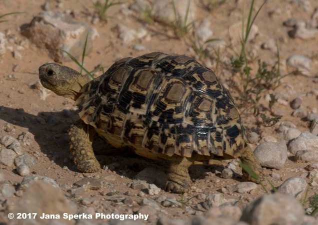 Baby-Leopard-Tortoiseweb