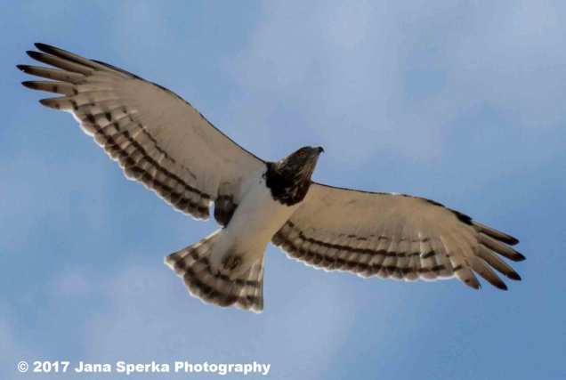 Black-Chested-Snake-Eagle_1web