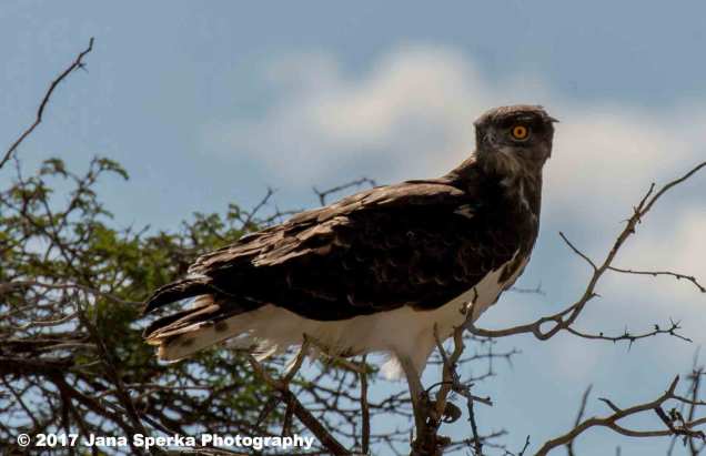 Black-Chested-Snake-Eagleweb