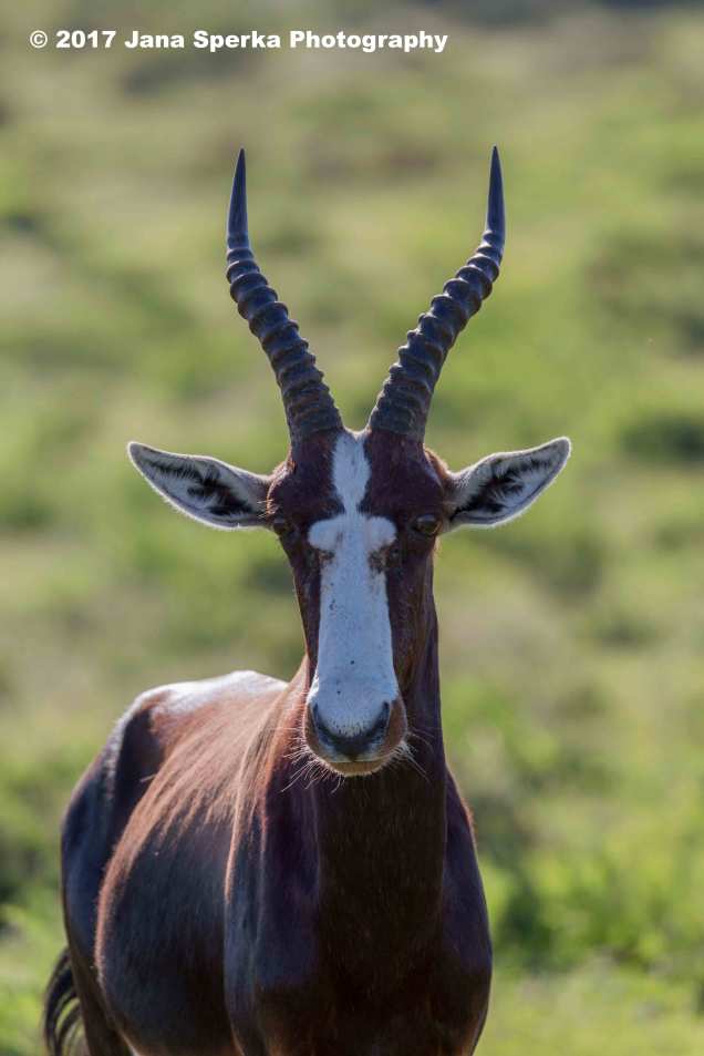 Blesbok_1web