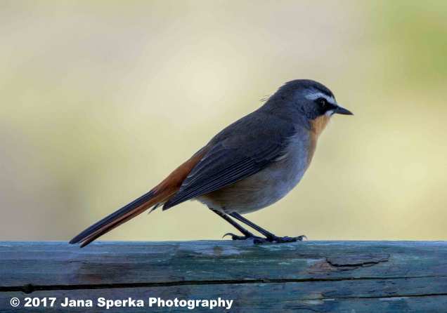 Cape-Robin-Chatweb