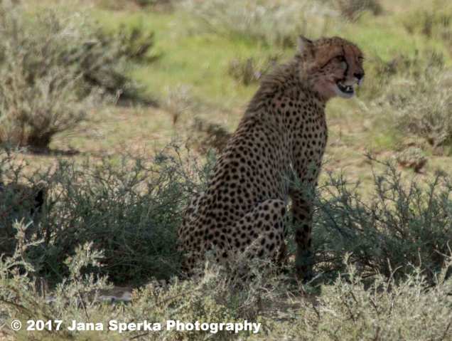 Cheetah-cub-bloody-faceweb