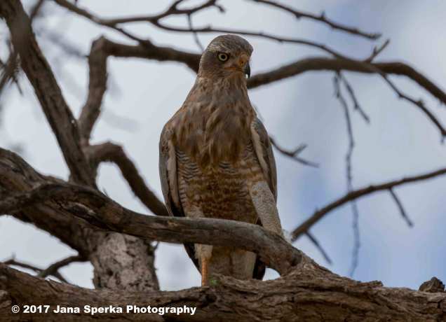 Dark-Chanting-Goshawk-Juvenileweb