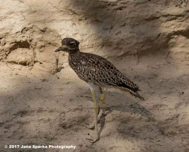 Dikkop-Water-Thick-Kneeweb