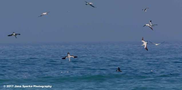 Dive-bomb-birds---Cape-Gannet_1web