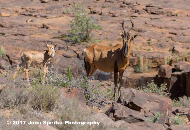 Hartebeest-Redweb