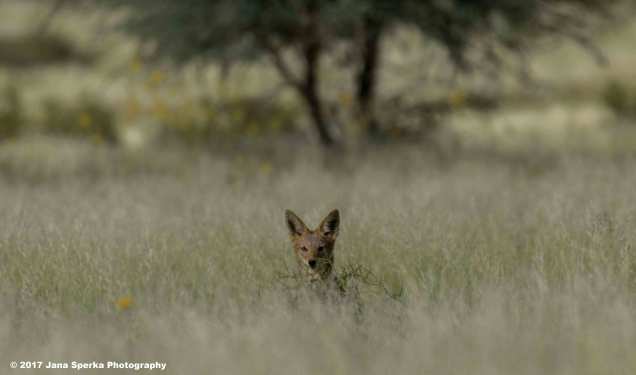 Jackal-in-the-tall-grassweb