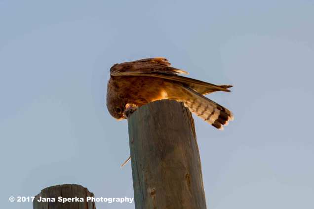 Juvenile-Jackal-Buzzardweb