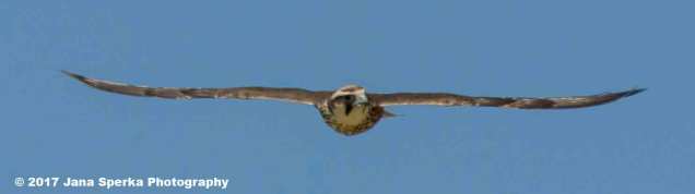 Juvenile-Lanner-Falcon-1web