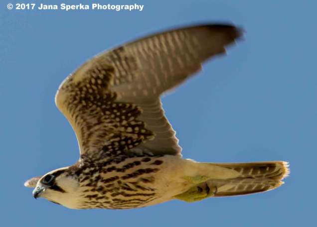 Juvenile-Lanner-Falconweb