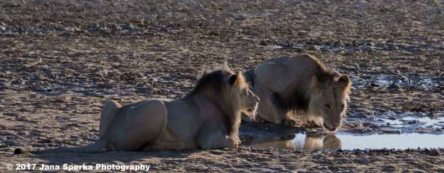 Lion-Brothers-drinking 1web