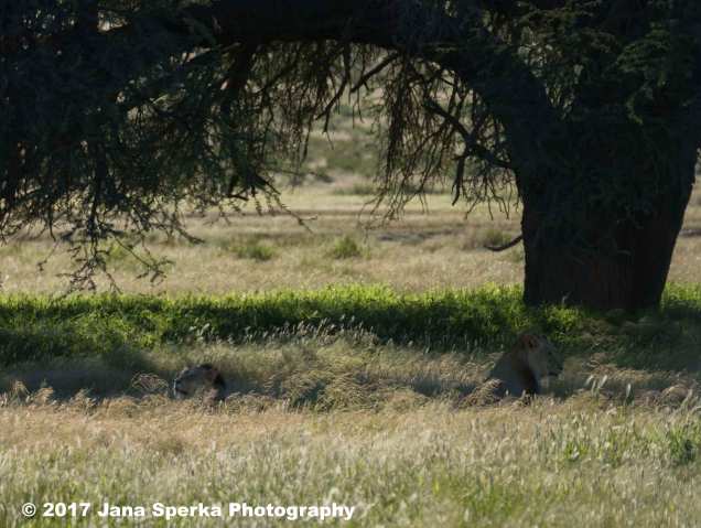 Lion-Brothers-drinking_6web