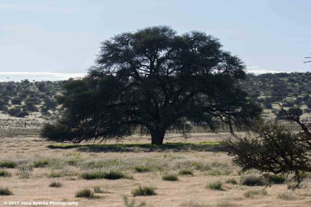 Lion-Brothers-drinking_7web
