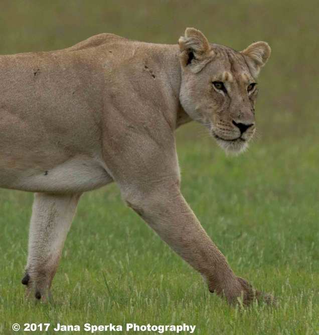 Lioness-Eating-GRass---beat-mode-on_1web