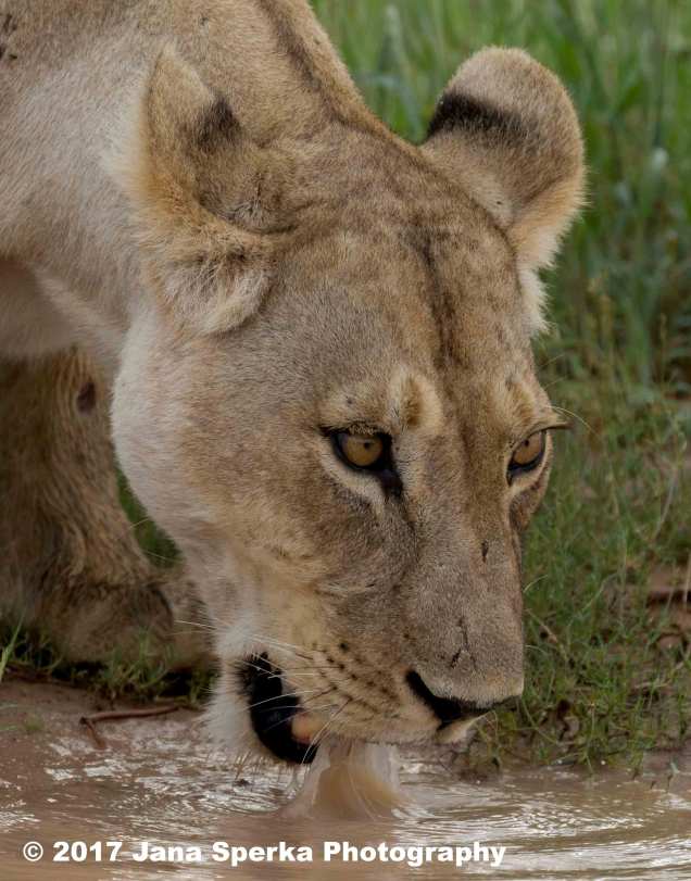 Lioness-Eating-GRass---beat-mode-on_3web