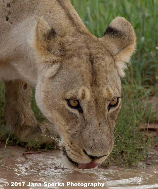 Lioness-Eating-GRass---beat-mode-on_4web