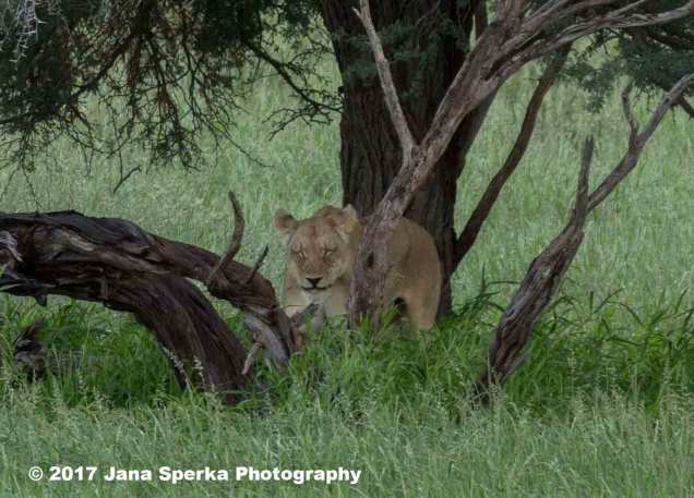 Lioness-Eating-GRass_1web