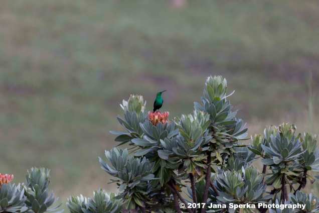 Malachite-Kingfisher_2web