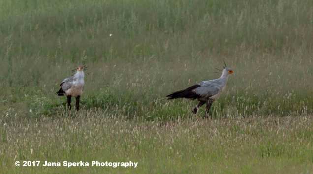Secretarybird_4web