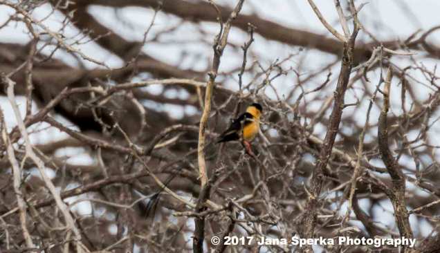 Shaft-Tailed-Whydah_2web