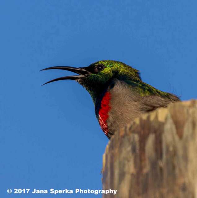 Southern-DoubleCollared-Sunbirdweb
