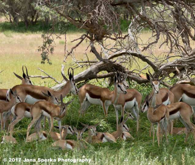 Springbok-baby-nap-timeweb