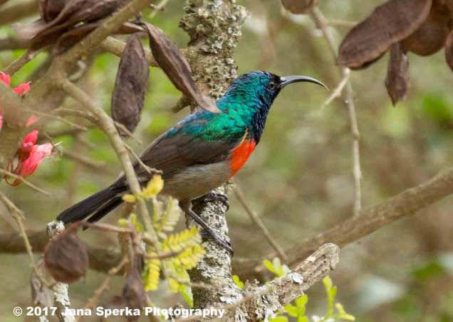 Sunbird-Eastern-Double-collared_2web