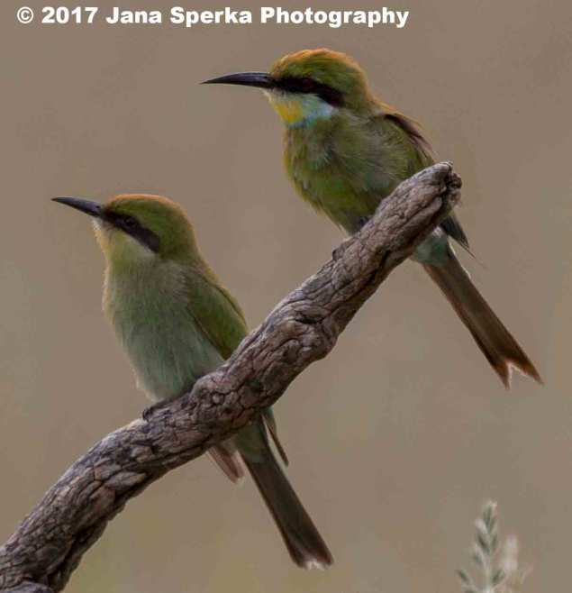 Swallow-Tailed-Bea-Eater_1web