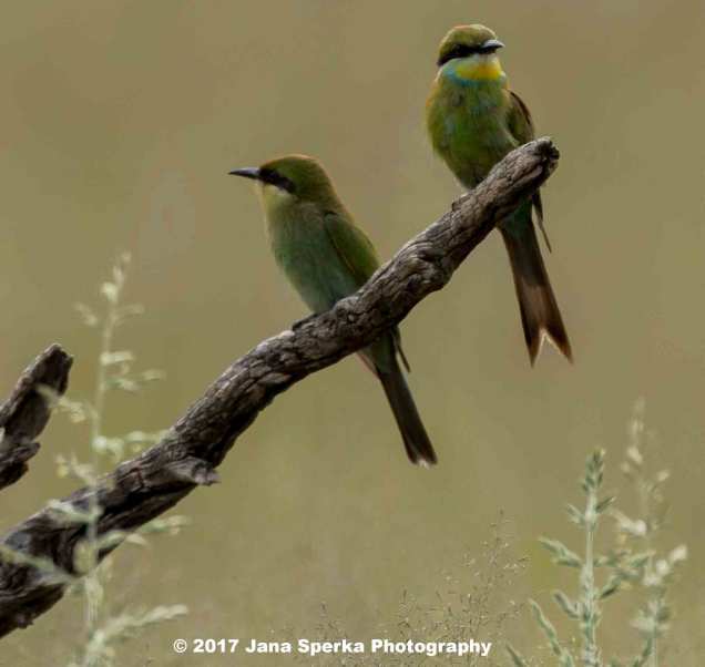 Swallow-Tailed-Bea-Eaterweb