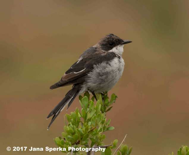 Unknown-little-birdwebweb