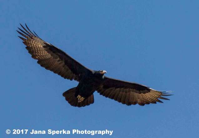 Verreauxs'-Eagle_3web