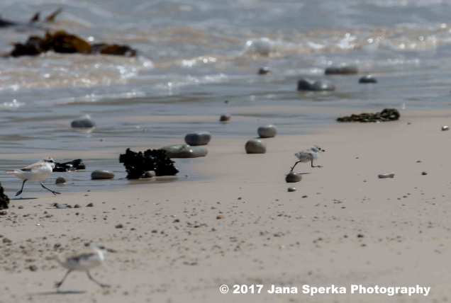 White-Fronted-Plover_2web