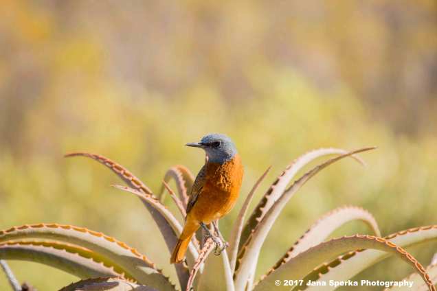 Cape-Rock-Thrush_1web
