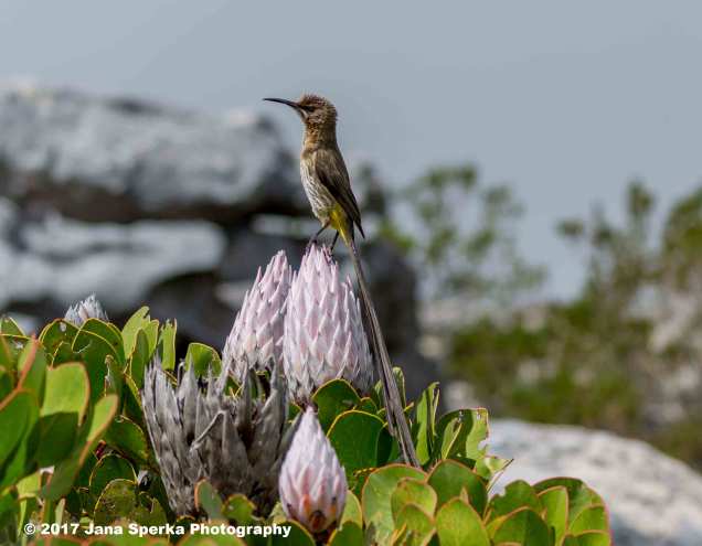 Cape-Sugarbird_1web