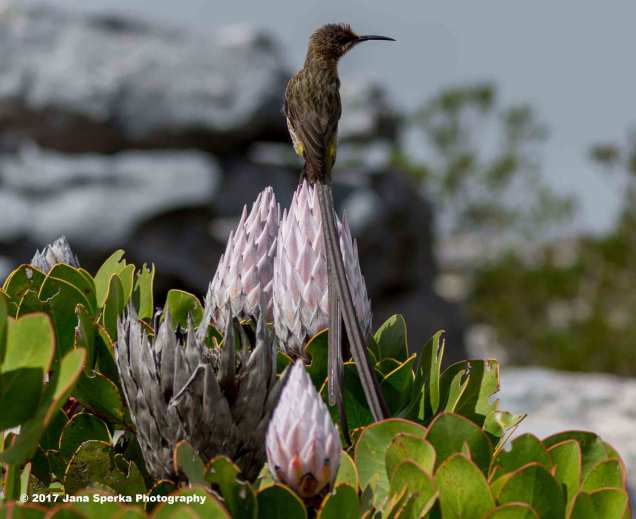 Cape-Sugarbirdweb